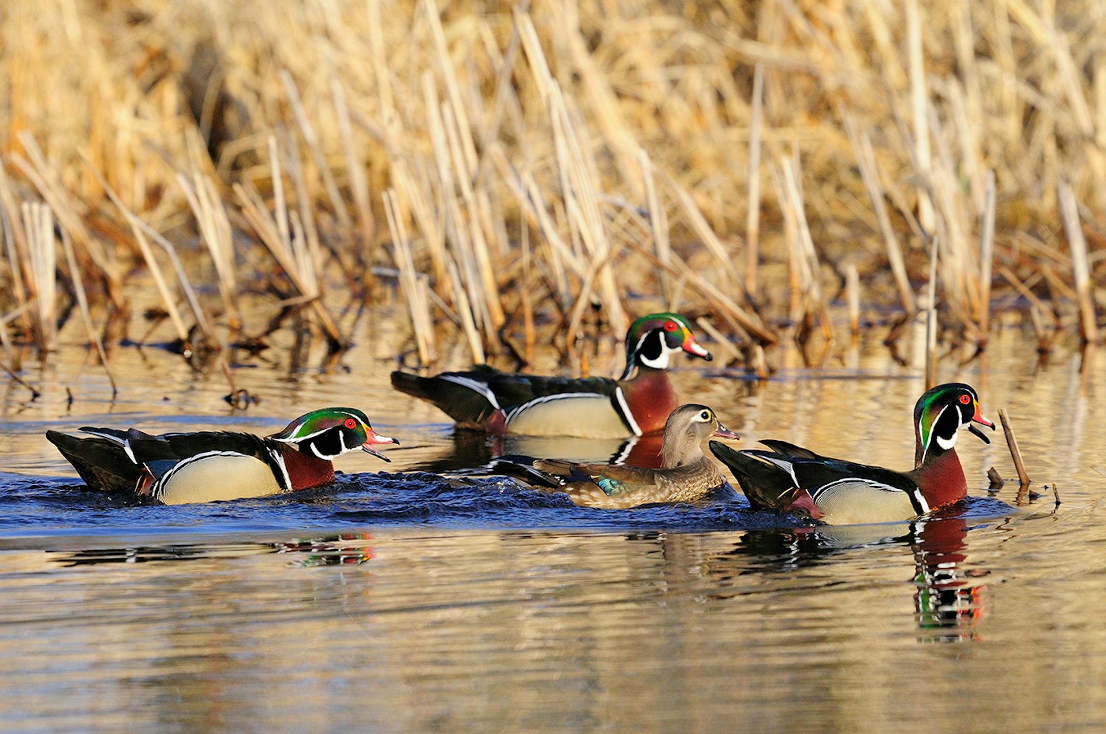DO NOT USE! ONE-TIME USEAGE WITH BILL MARCHEL COPY ONLY! An unpaired hen wood duck is escorted by three male suitors.