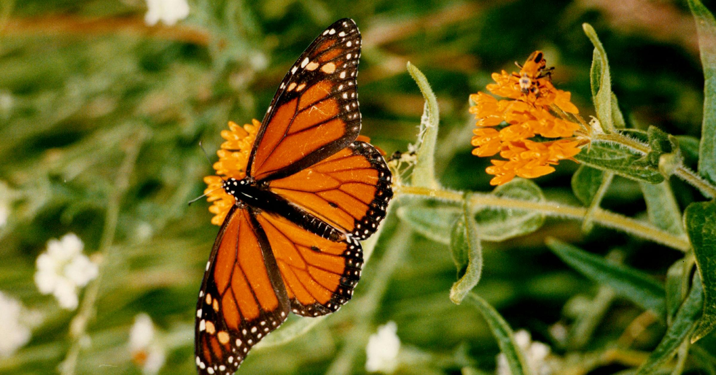 It's time for action on Minnesota's pollinators