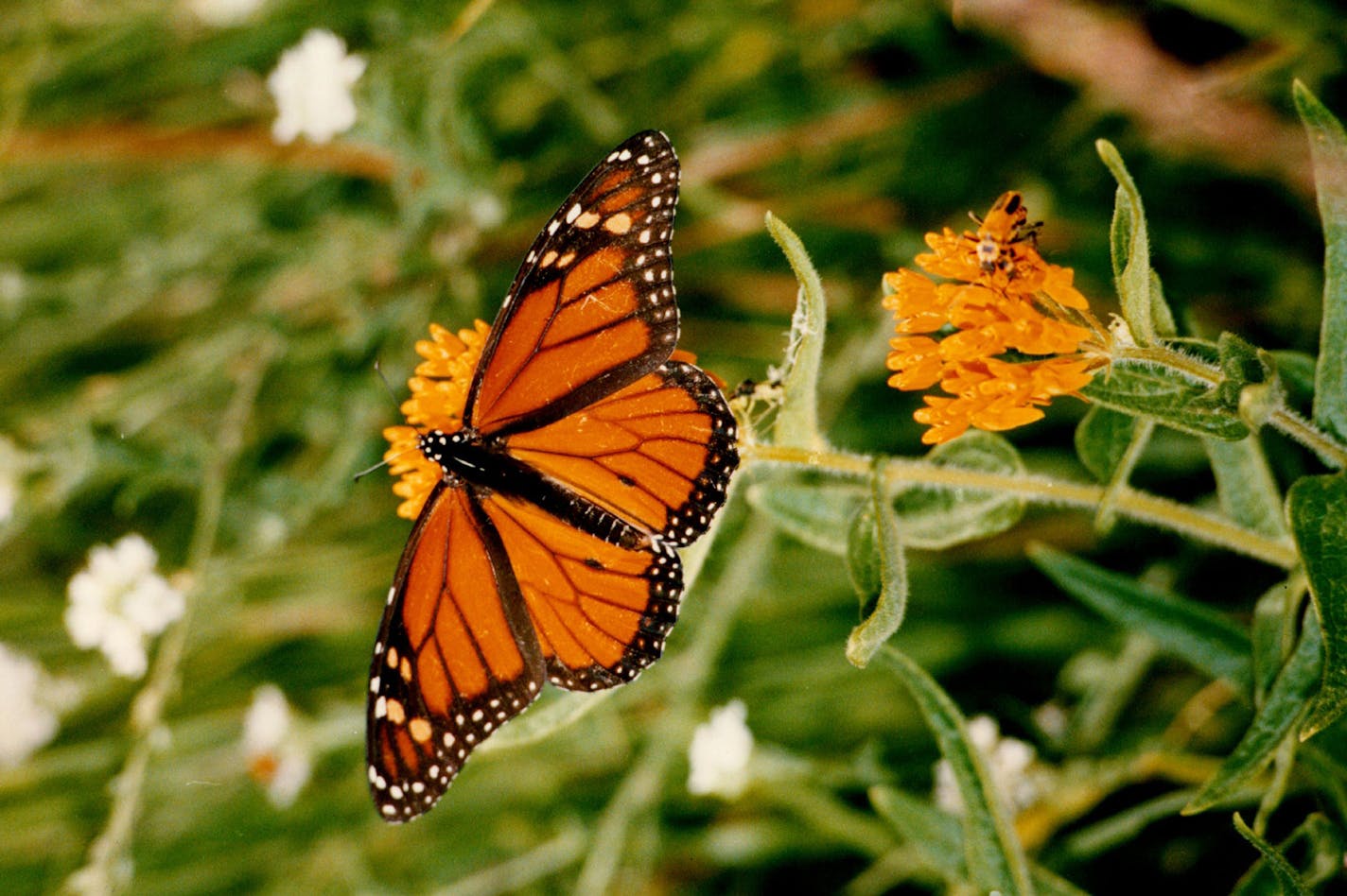 August 13, 1993 A monarch butterfly alit on a butterfly weed, a kind of milkweed. August 12, 1993 John Croft, Minneapolis Star Tribune ORG XMIT: MIN2016021111234122