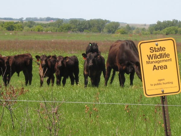 Cows feed in a portion of a state wildlife management area in western Minnesota that had been burned, creating lush green vegetation for the cattle. O