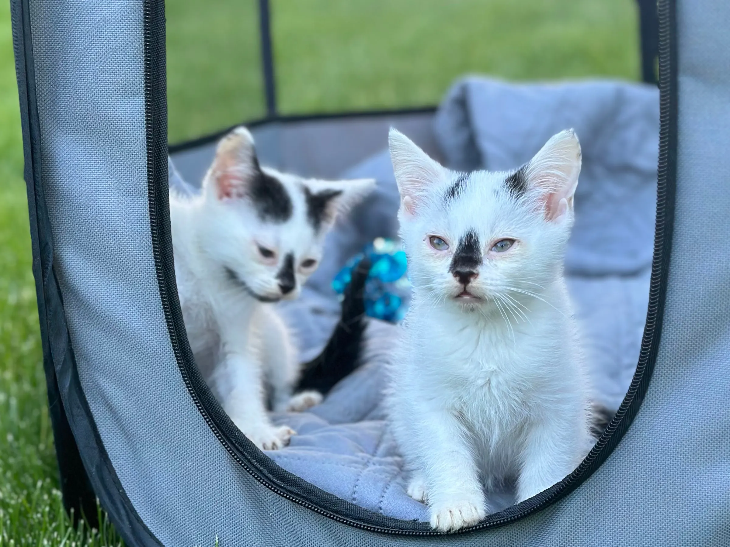 Kittens and their mom rescued from St. Paul cemetery
