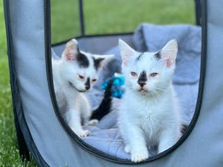 Kittens and their mom rescued from St. Paul cemetery