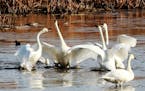 During a stopover on their annual fall migration south tundra swans squawk at each other along the Mississippi River near Brownsville, MN.
