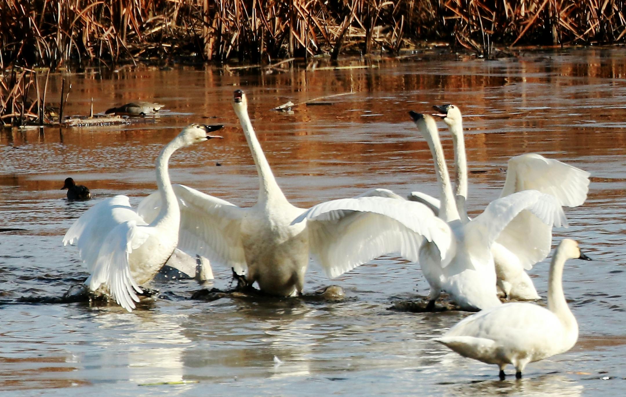 During a stopover on their annual fall migration south tundra swans squawk at each other along the Mississippi River near Brownsville, MN.