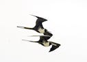 A pair of frigate birds fly close together.