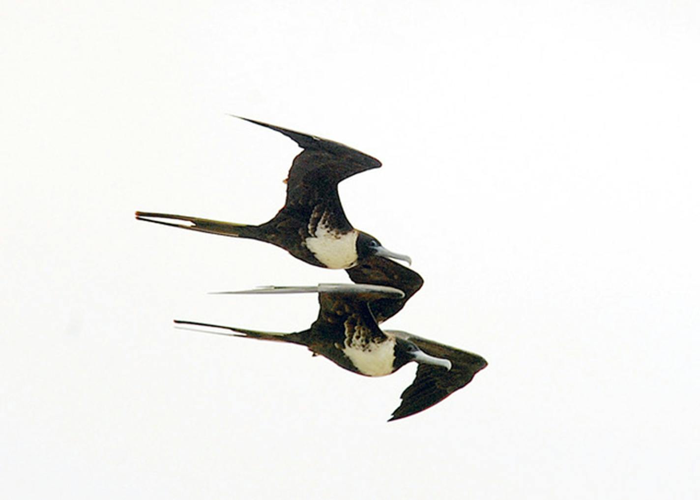 A pair of frigate birds fly close together.