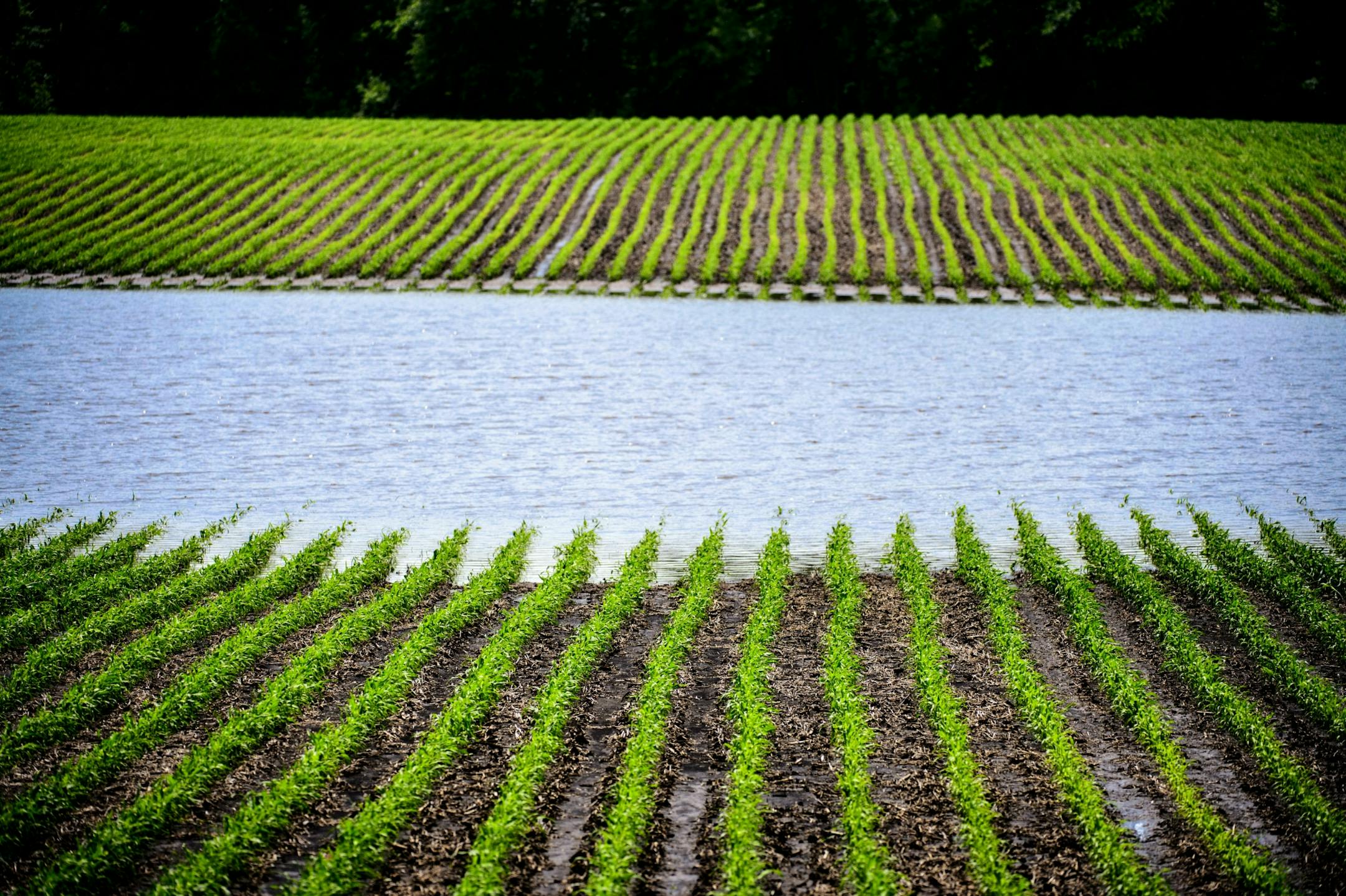 A cornfield partially under water from torential rains the night before, near Mankato.