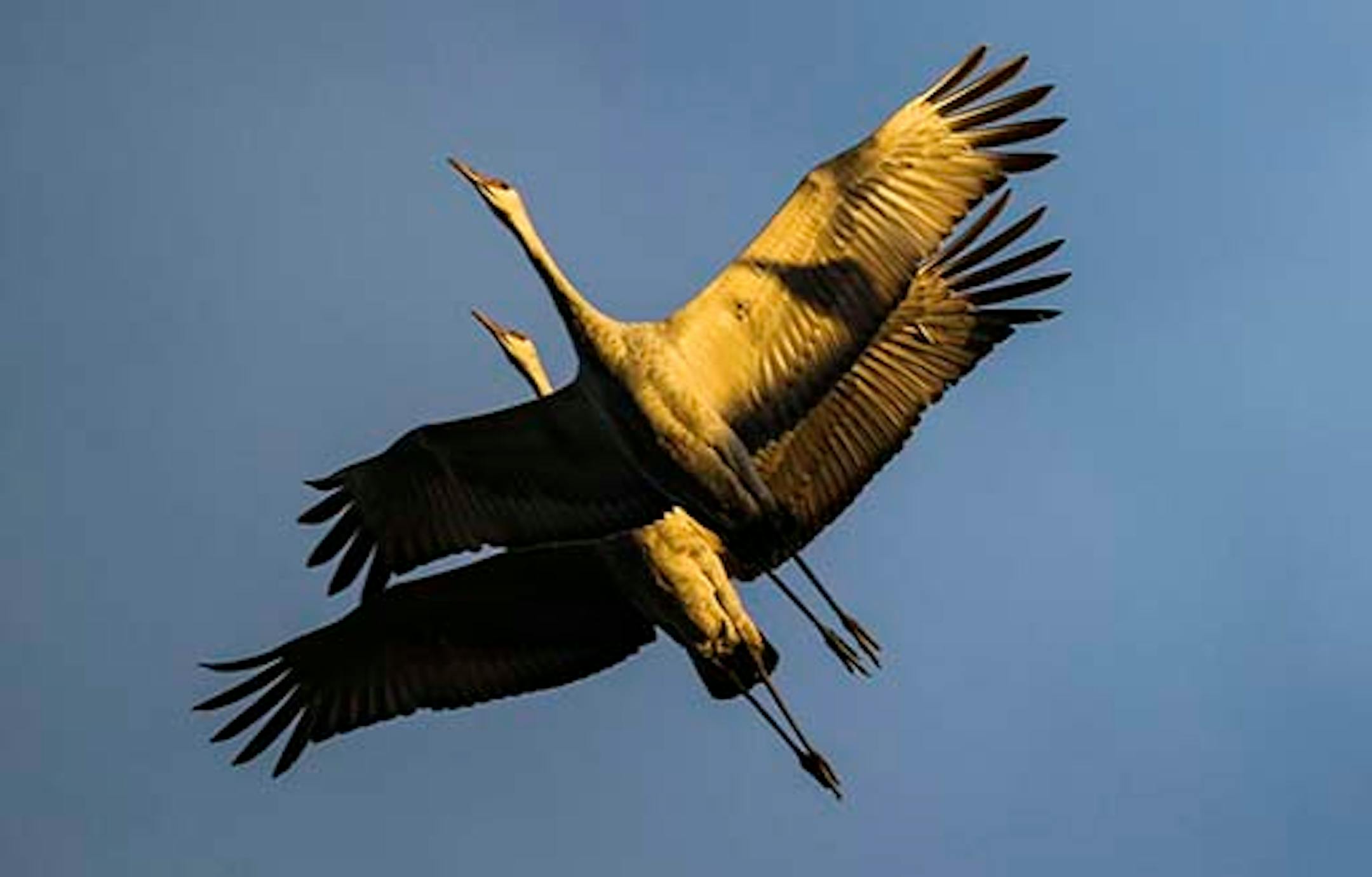A pair of sandhill cranes take on a golden color from the rising sun Saturday, Oct. 11, 2014, at Crex Meadows Wildlife Area in Grantsburg, WI.](DAVID JOLES/STARTRIBUNE)djoles@startribune.com  Crex Meadows Wildlife Area is a 30,000 acre wildlife area wetlands located near the St. Croix River and Grantsburg, WI. Crex is home to more than 700 plant species and 270 species of birds use Crex, including around 10,000 sandhill cranes during their annual fall migration south. ORG XMIT: MIN1410111833077333