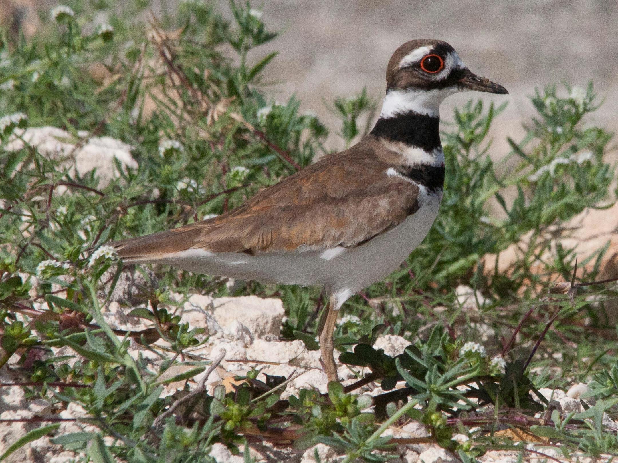 A killdeer.