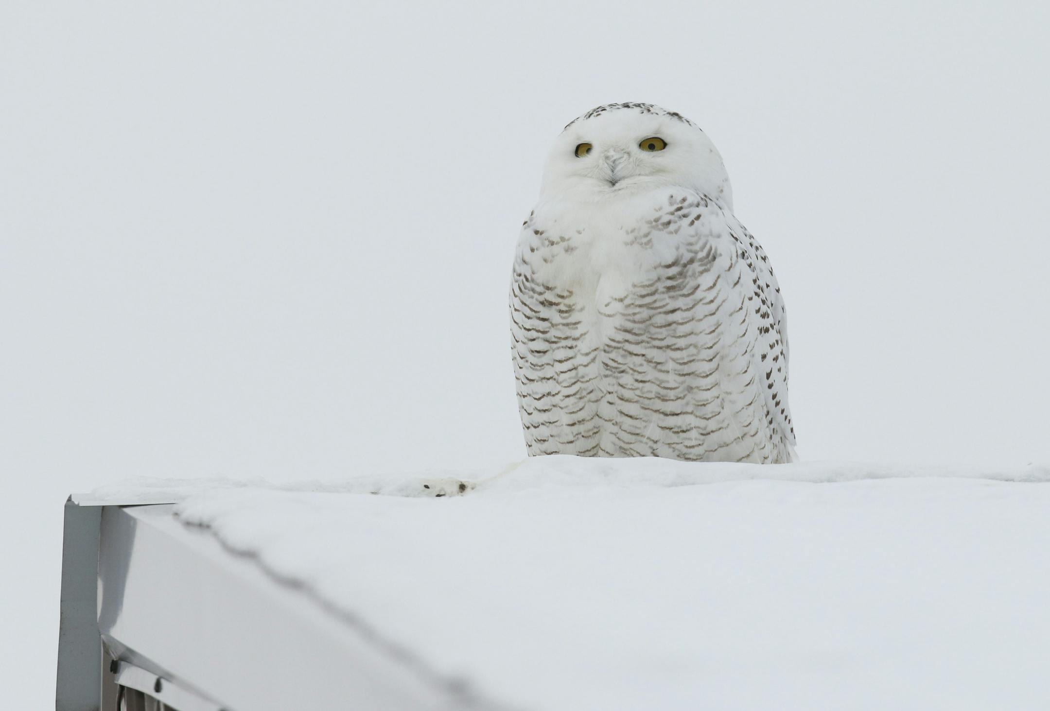 "Ramsey," one of 15 snowy owls being tracked nationally with small wireless transmitters, and the project's only suburban owl, prefers to stay within a mile or so of the COR development project along Hwy. 10 in Ramsey. The eight-month-old male owl was sitting on top of a garage while looking for prey Monday afternoon, February 24, 2014. ] JEFF WHEELER ‚Ä¢ jeff.wheeler@startribune.com