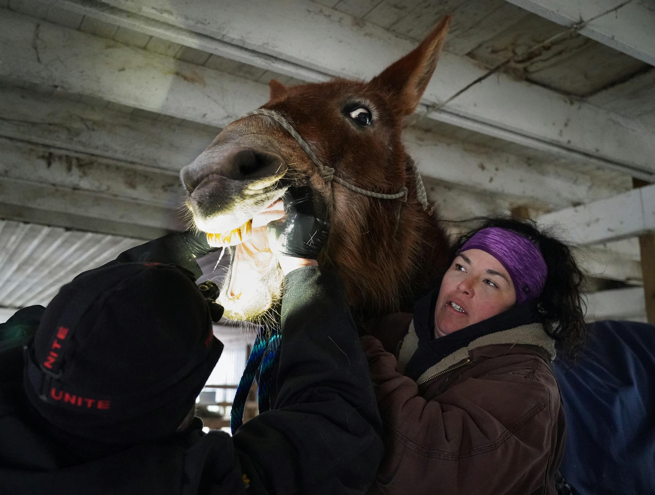 Kym Garvey holds Fern the mule steady has Matt Schoessler, DVM, uses a headlamp to look inside Fern's mouth during a checkup.