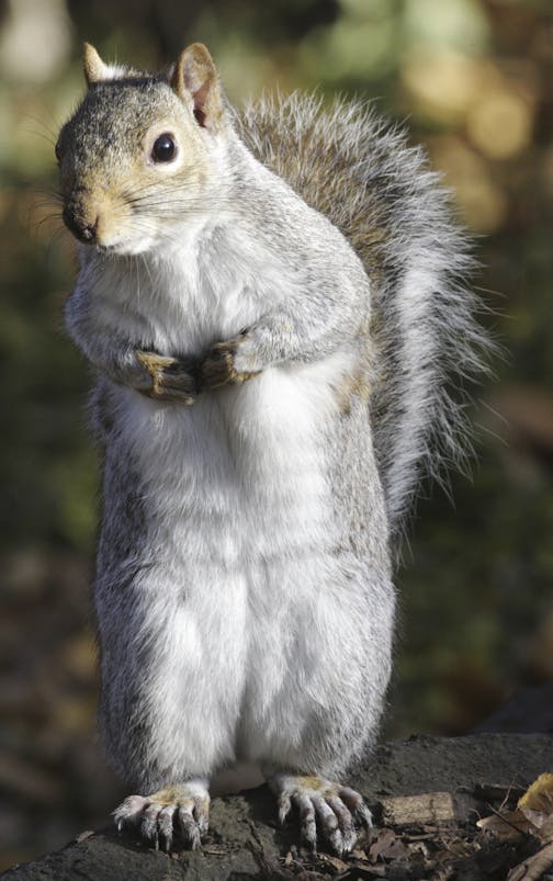 Squirrel standing istockphoto.com