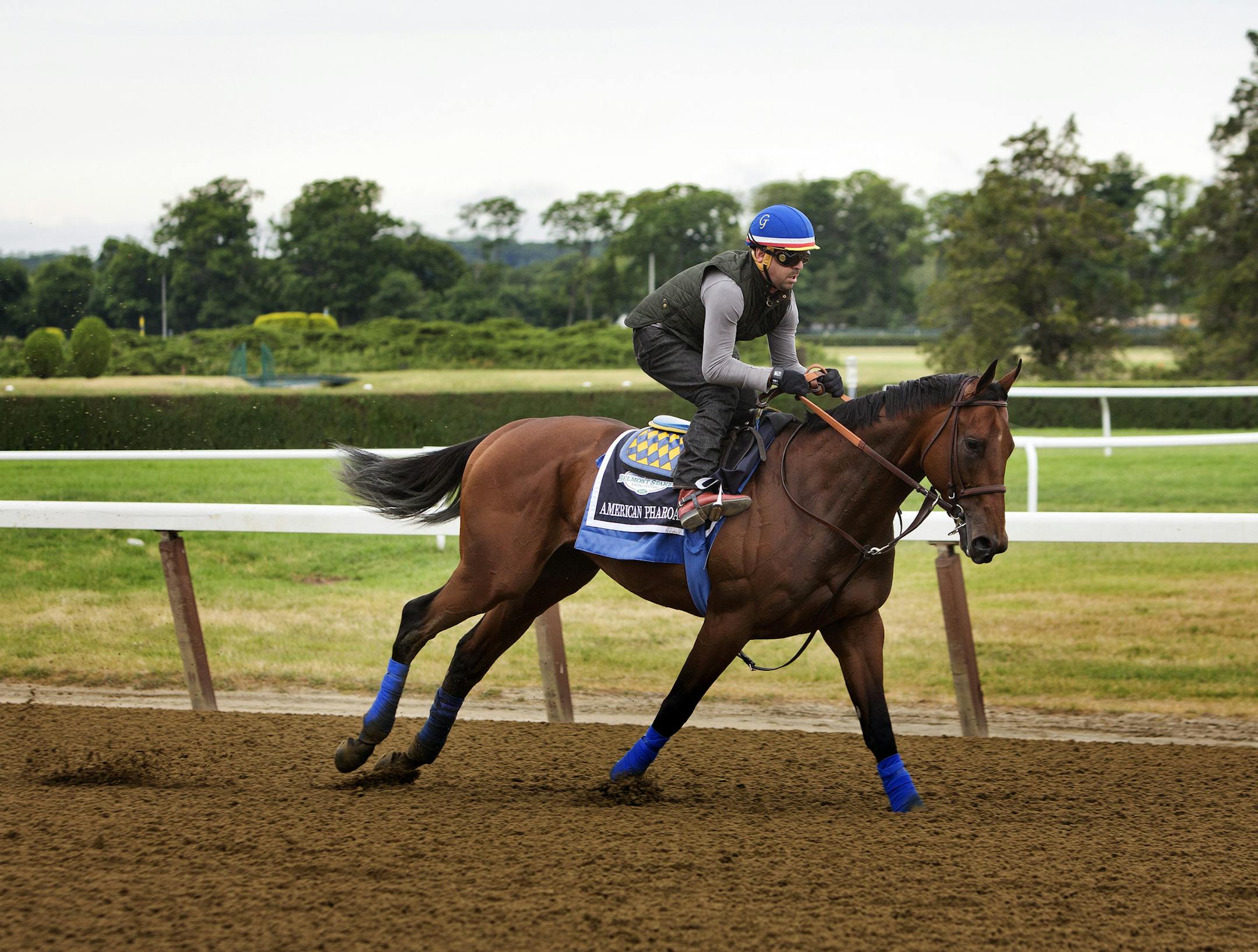 American Pharoah goes through his morning workout with exercise rider Georgie Alvarez at Belmont Park in Elmont, N.Y., June 4, 2015. If American Pharoah wins the Belmont Stakes on Saturday, he will be the first horse since 1978 to win the Triple Crown. (Victor J. Blue/The New York Times)