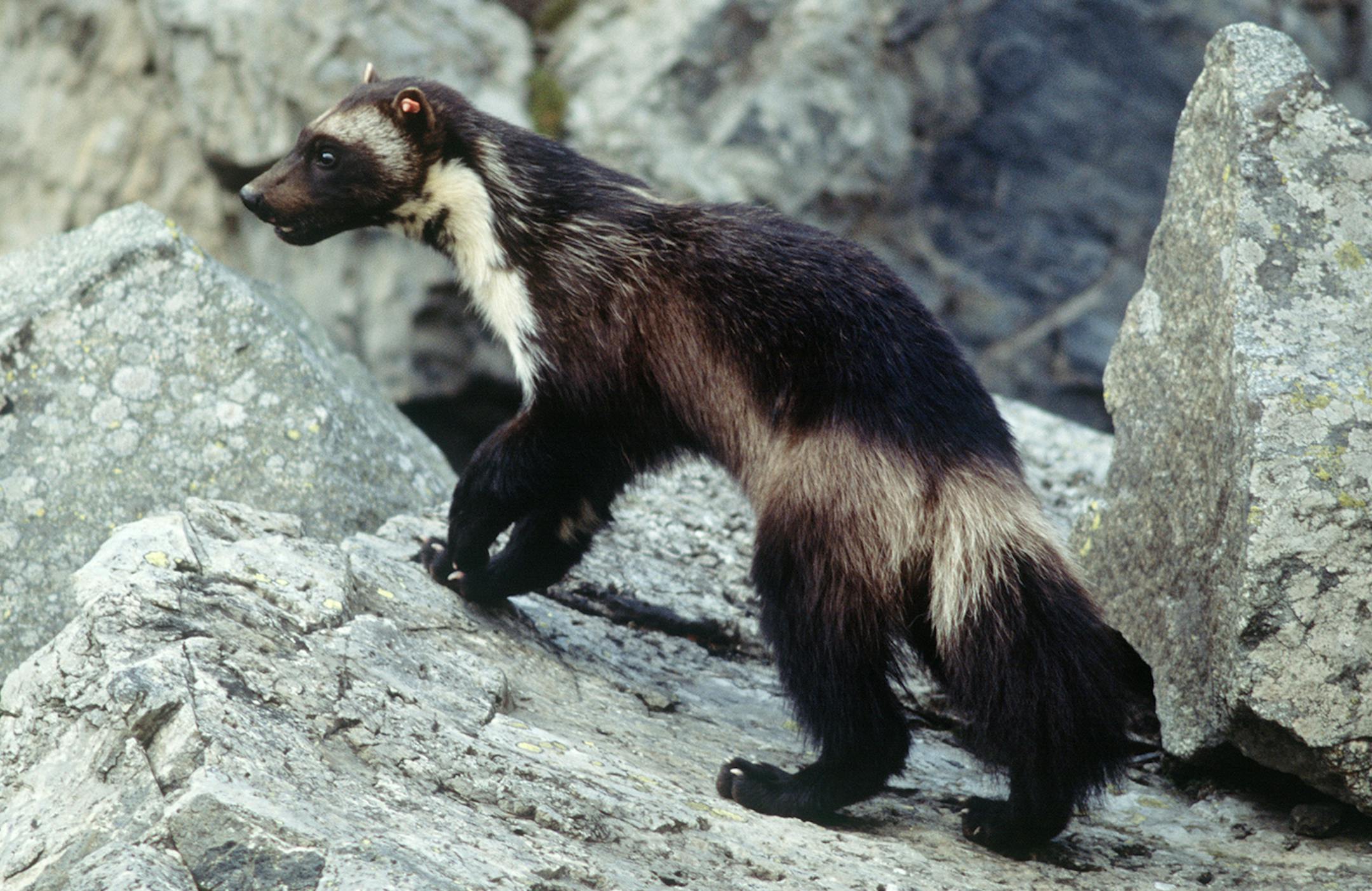 This undated photo provided by Defenders Of Wildlife shows a wolverine that had been tagged for research purposes in Glacier National Park, Mont. Federal officials will announce Tuesday, Aug. 12, 2014 that wolverines do not warrant protection under the Endangered Species Act in a finding that underscores the difficulties of using climate models to predict what could happen to a species decades from now. (AP Photo/Defenders of Wildlife, Ken Curtis) ORG XMIT: LA301