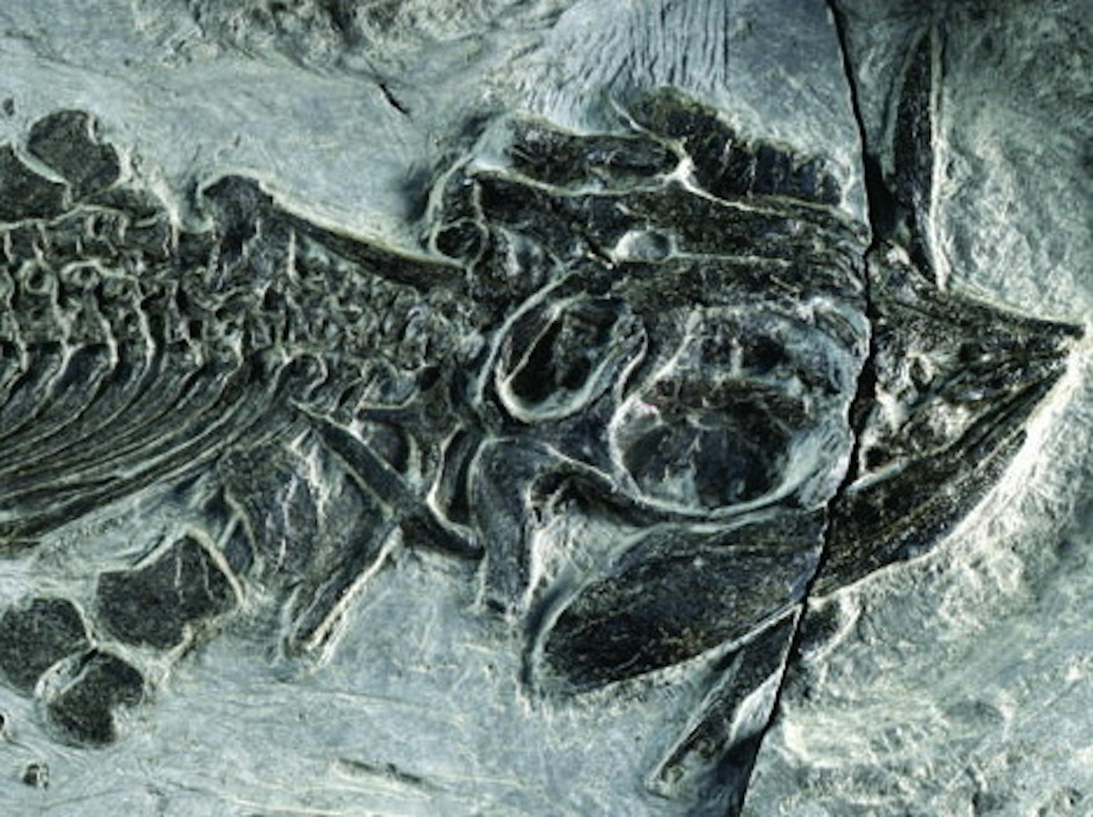 Ichthyosaurs, the dolphin-like reptiles that lived in the sea during the time of the dinosaurs, evolved from terrestrial creatures that made their way back into the water over time. Illustrates FOSSIL (category a), by Rachel Feltman (c) 2014, The Washington Post. Moved Wednesday, Nov. 5, 2014. (MUST CREDIT: Ryosuke Motani.)