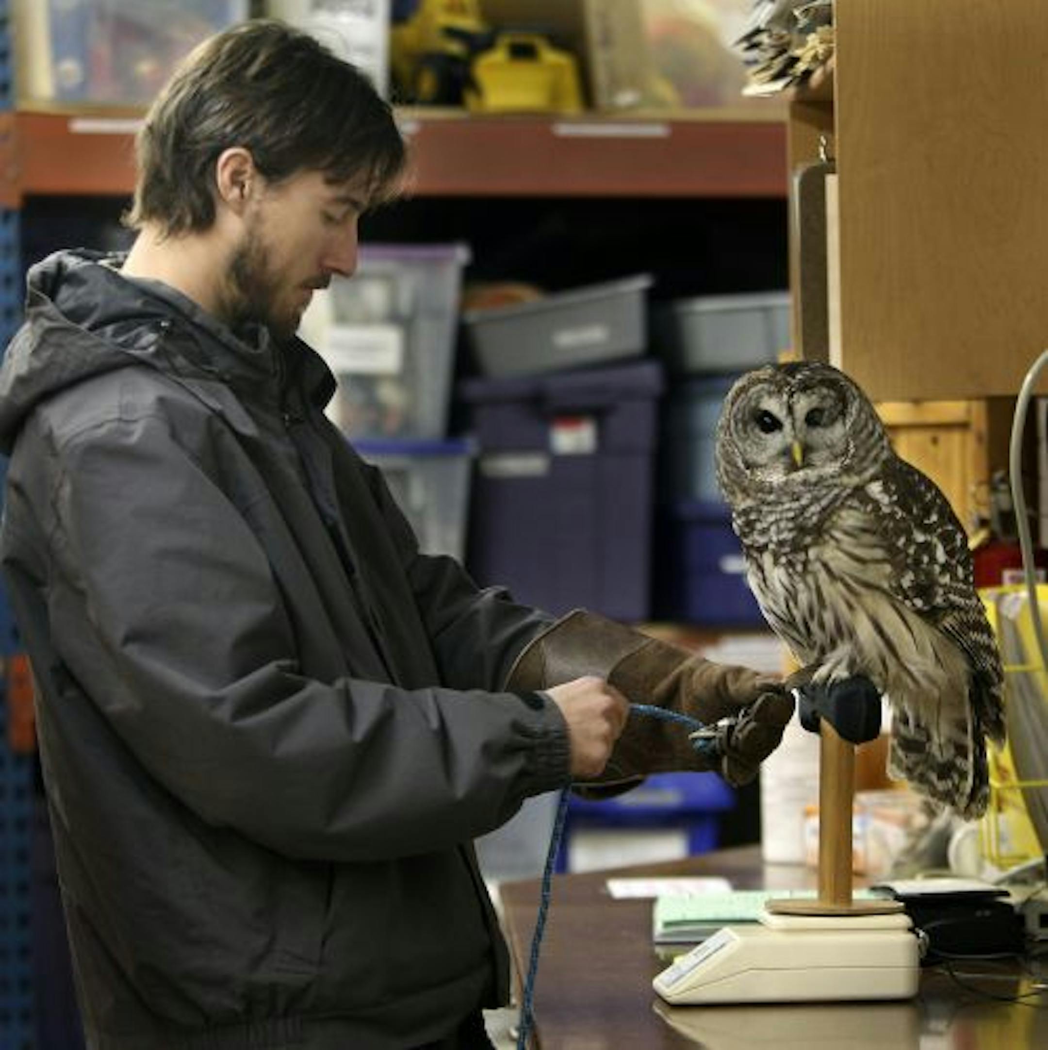 Lowry Nature Center volunteer Max Schorman weighed a barred owl during a recent two-hour volunteer shift.