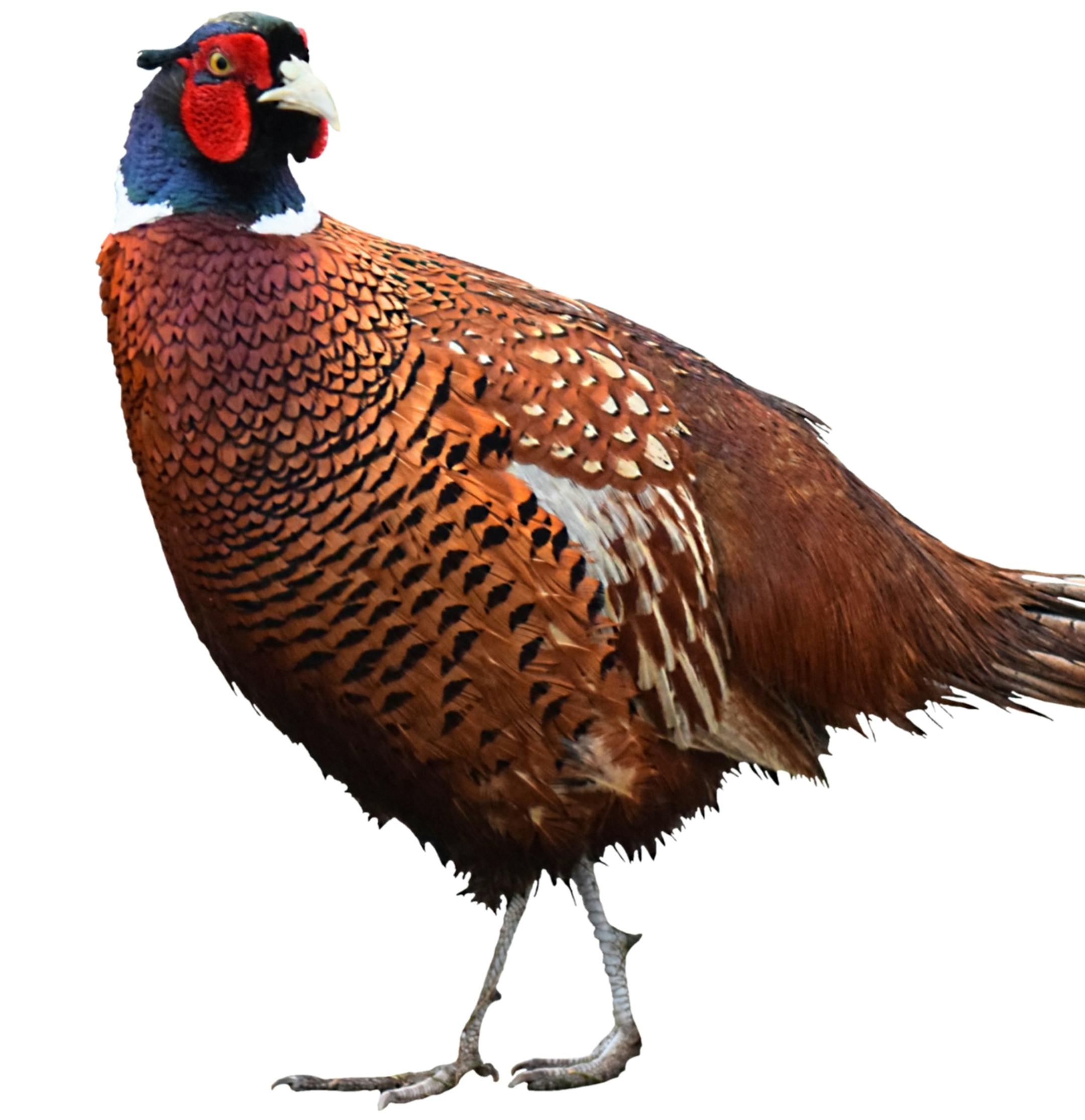 colorful male pheasant bird close up