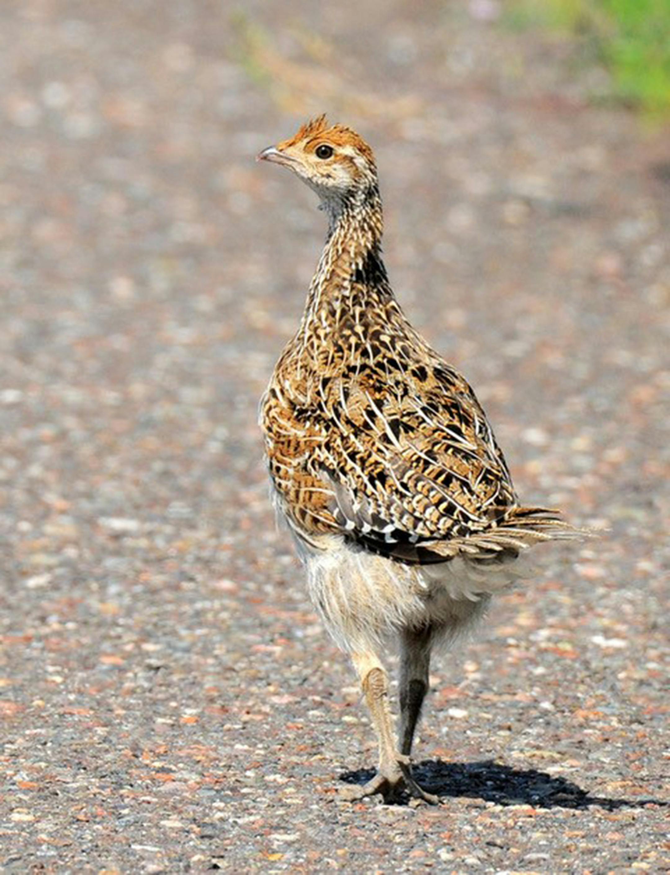 A pretty sharp-tailed grouse hen. Photo by Jim Williams