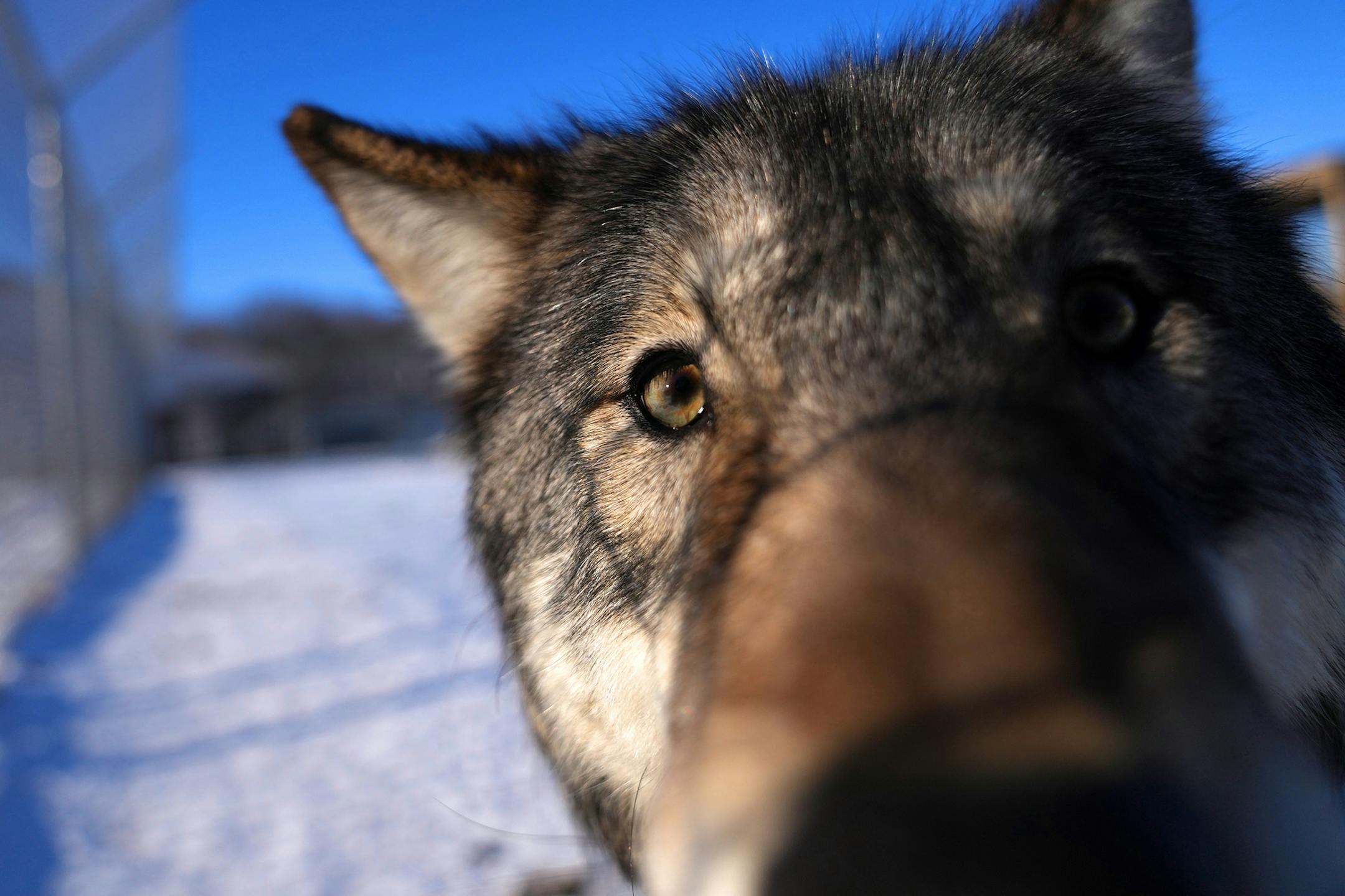 Wolves come to investigate as Peggy Callahan and staff check each of the wolves in their enclosures Thursday, Feb. 17, 2022 at the Wildlife Science Center in Stacy, Minn.