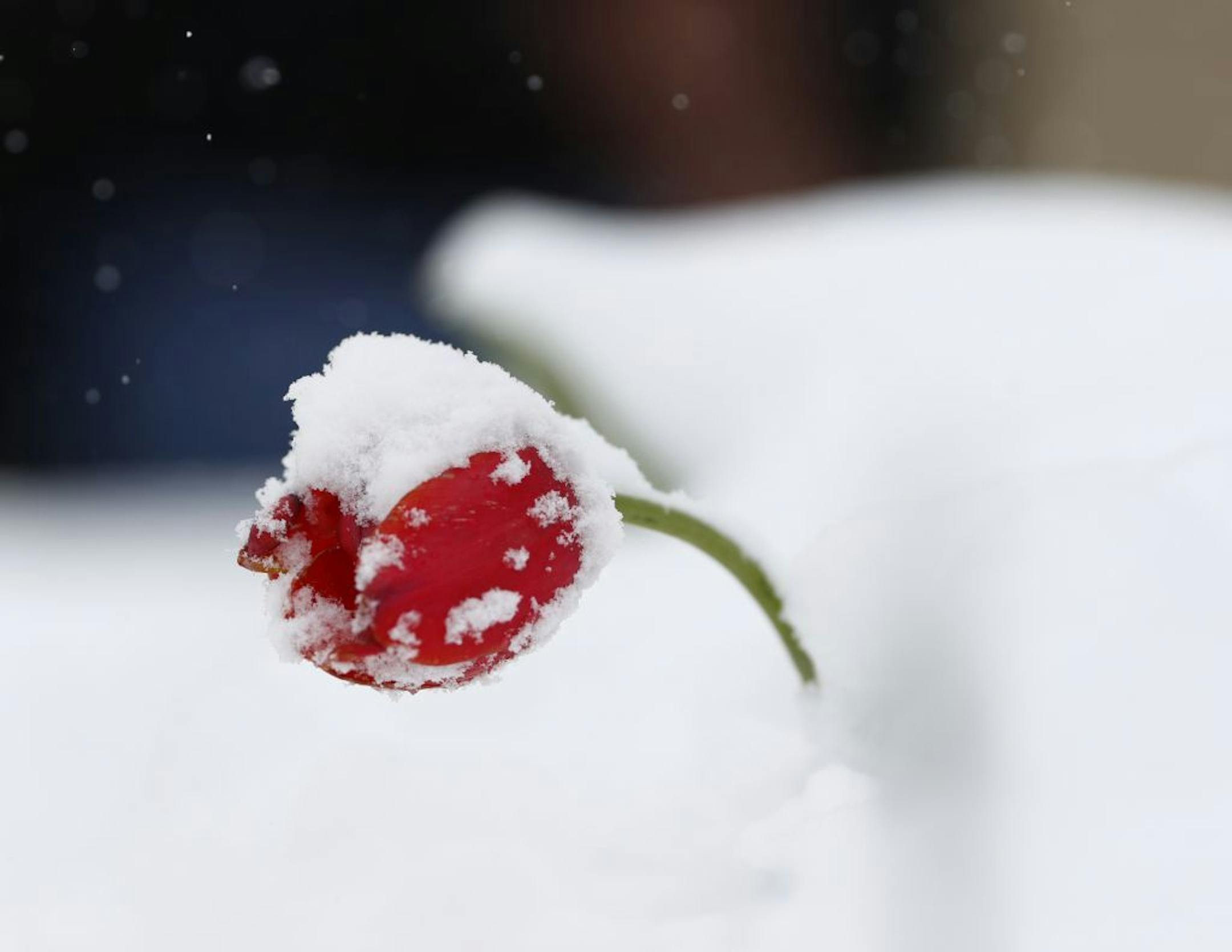 A lone tulip is draped with snow after a spring storm swept over the intermountain west early Saturday, April 29, 2017, in Englewood, Colo. Forecasters predict that the storm, which hampered travel in the high country of Colorado, will move out during the day but leave cold temperatures in its wake.