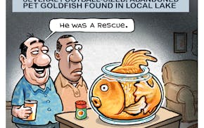 Sack cartoon: The goldfish problem