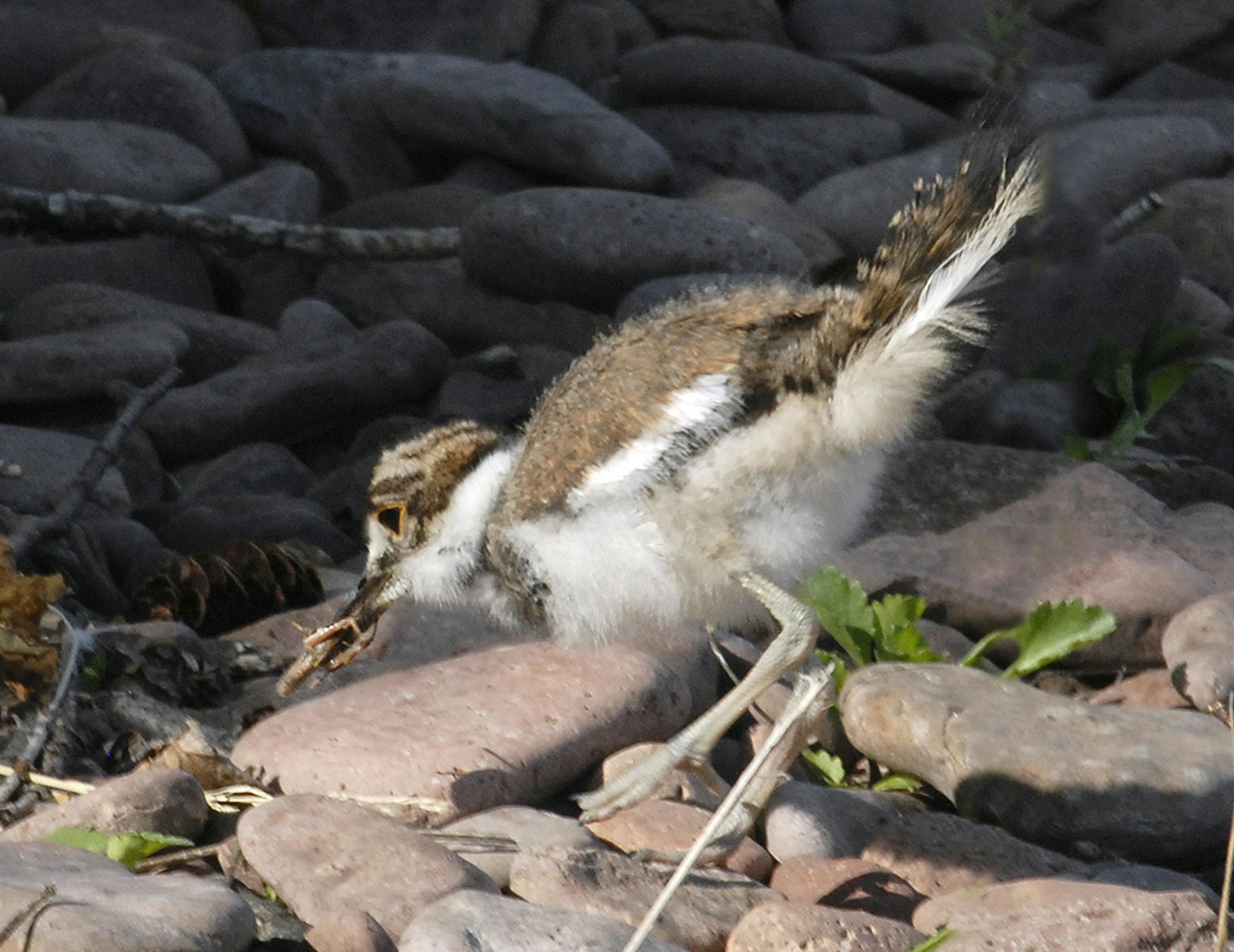 Juvenile Killdeer just caught a grasshopper.
Jim Williams