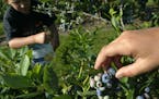 Rush River Produce has acres and acres of Blueberries that are consisting of many diferent varieties. The farm is open to the public for picking your 