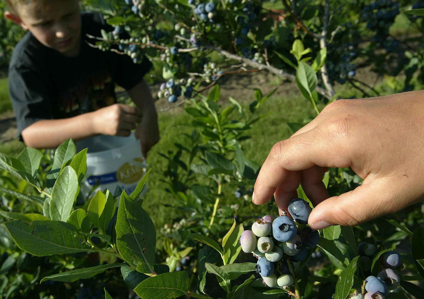 Rush River Produce has acres and acres of Blueberries that are consisting of many diferent varieties. The farm is open to the public for picking your own thurs friday sat. and Sunday. Josh Kulenkamp, 6, picks in the background Justin hand picks in the foreground.