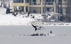 36 Bald Eagles on Lake Minnetonka ice