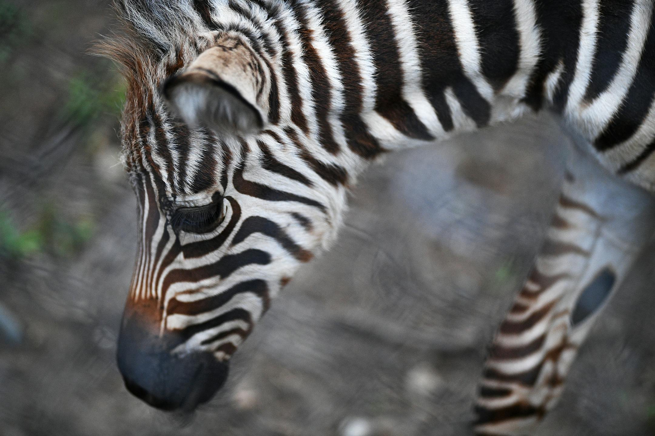 The newborn zebra at the Como Zoo in St. Paul on Tuesday. It is the second foal born by Minnie, one of the resident zebras.