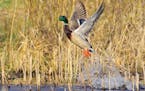 Mallard Duck drake is taking flight from marsh.