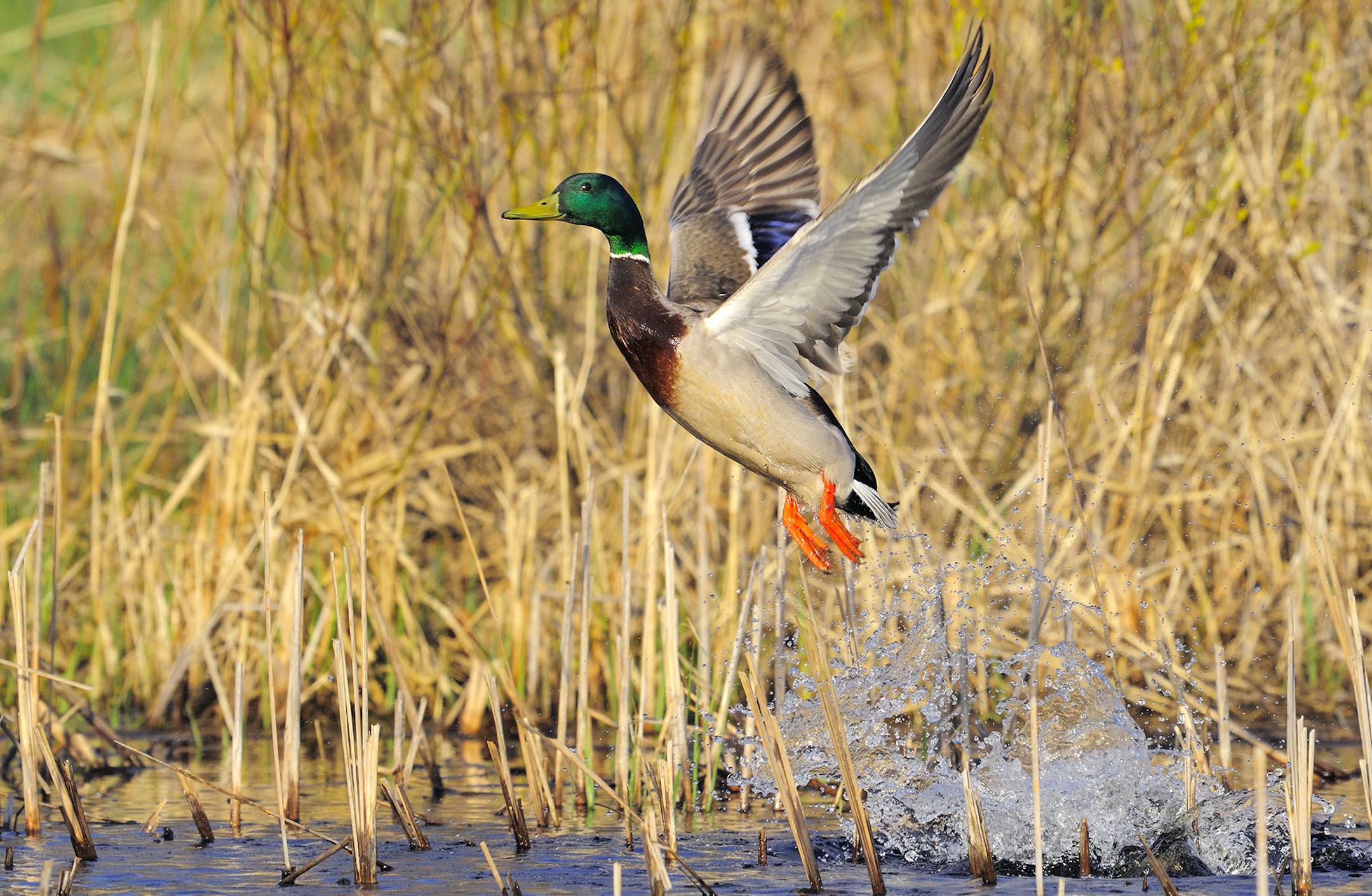 Mallard Duck drake is taking flight from marsh.