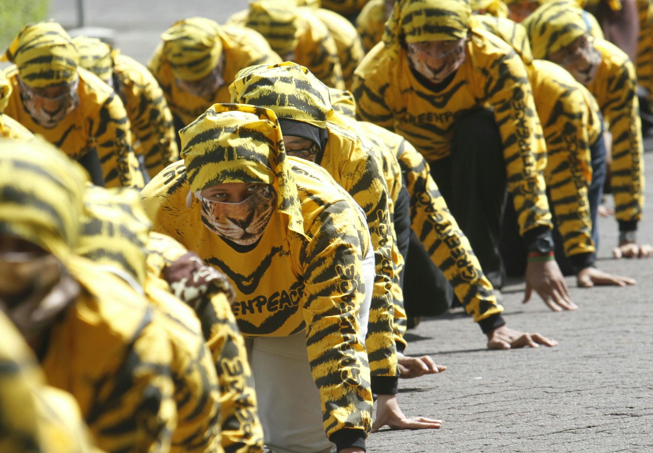 Indonesian Greenpeace activists wearing tiger suits crawl during a protest calling for Sumatran tiger protection.