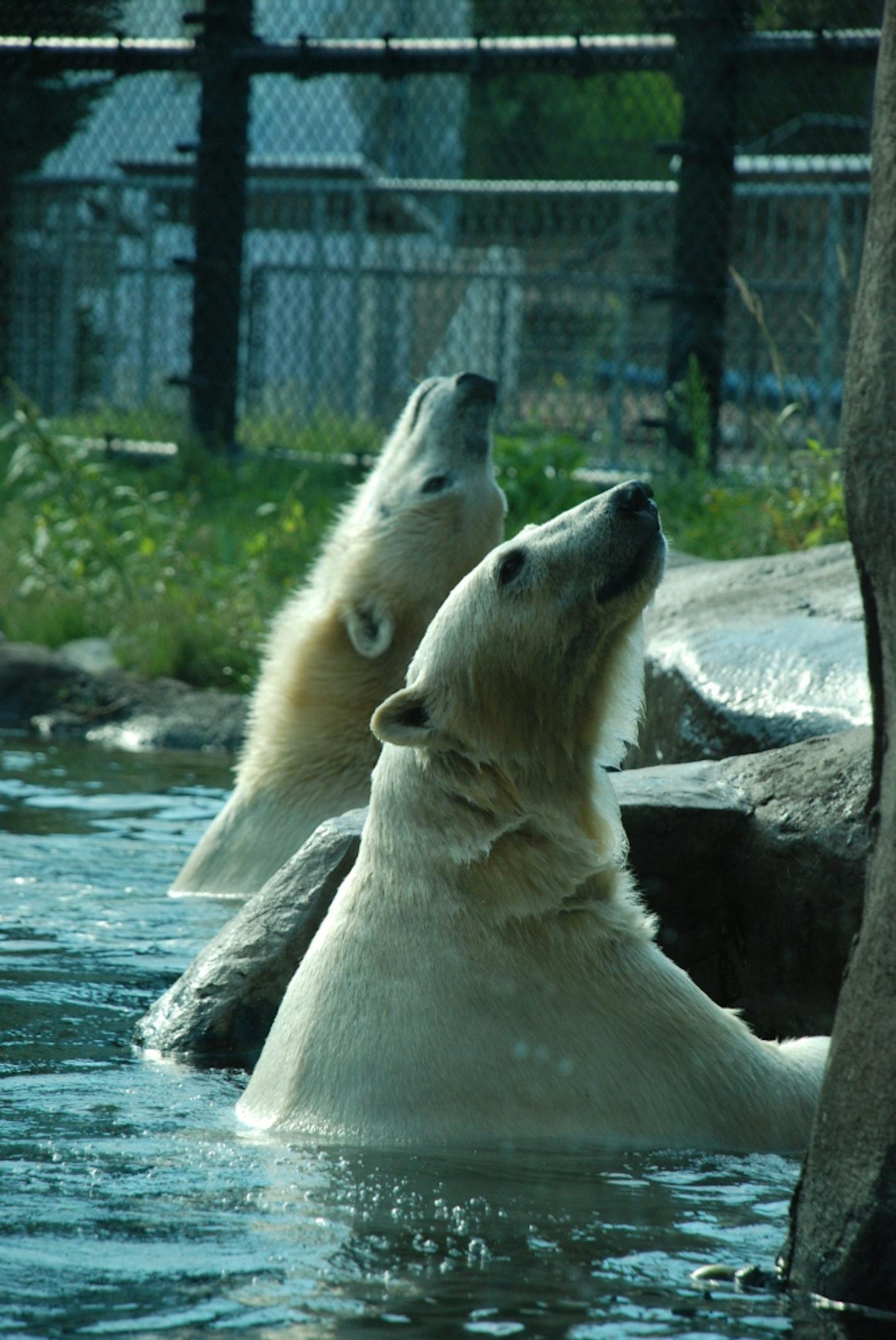 Suka and Sakari in the Polar Bear Odyssey display at the Como Park Zoo and Conservatory.