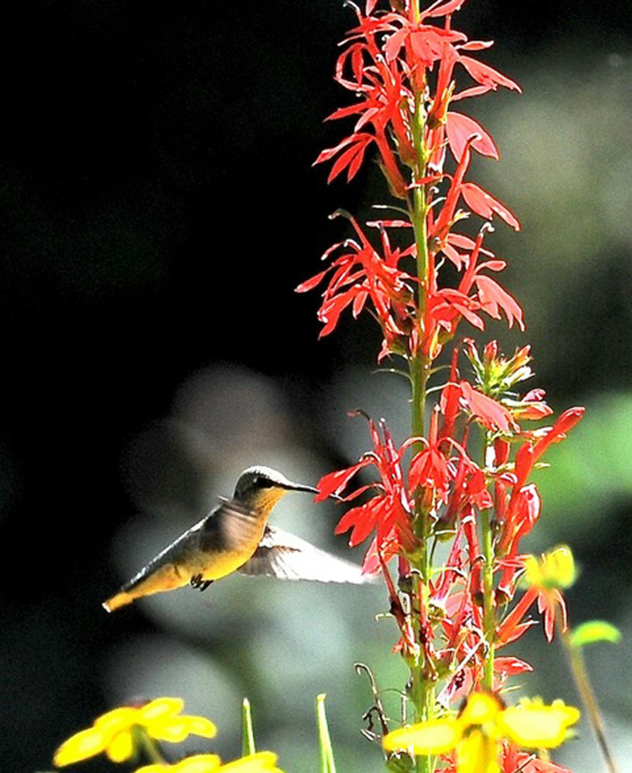 A hummingbird is attracted by red flowers. Jim Williams photo