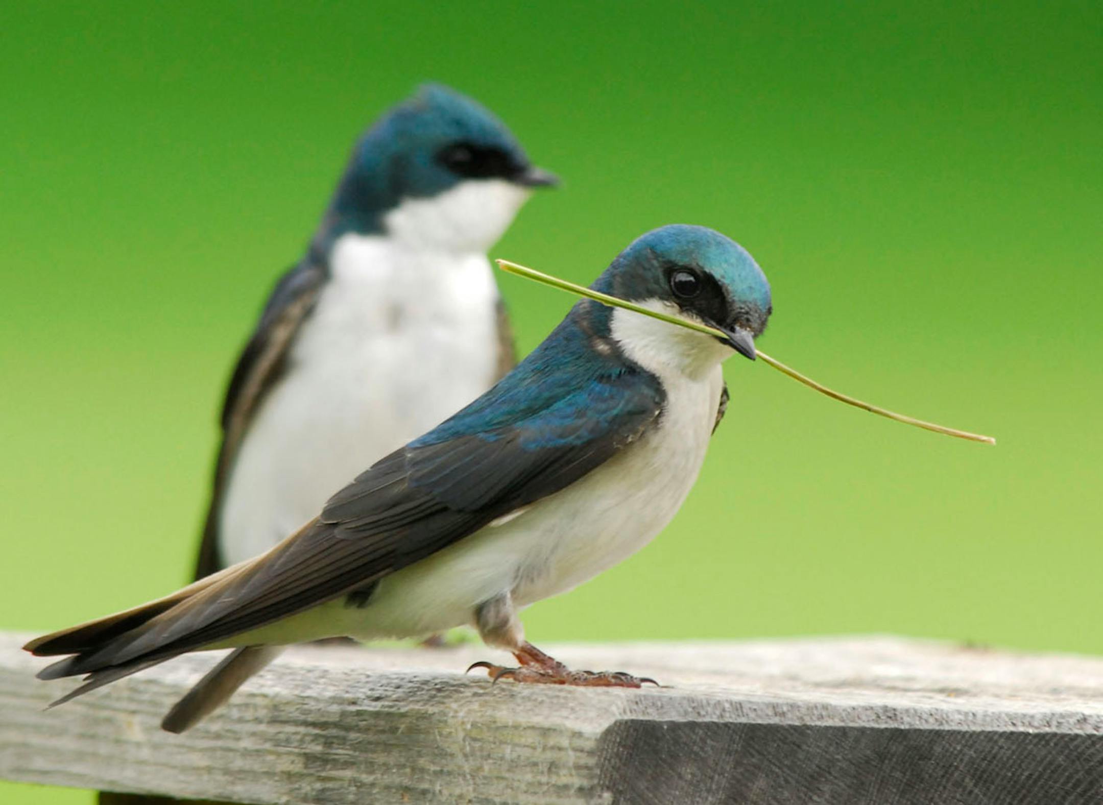 A tree swallow prepares to add some material to the pair's nest in a nest box.