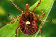 Minnesota officials say they have never found the lone star tick in the state. The adult female is distinguished by a light-colored dot or “lone sta
