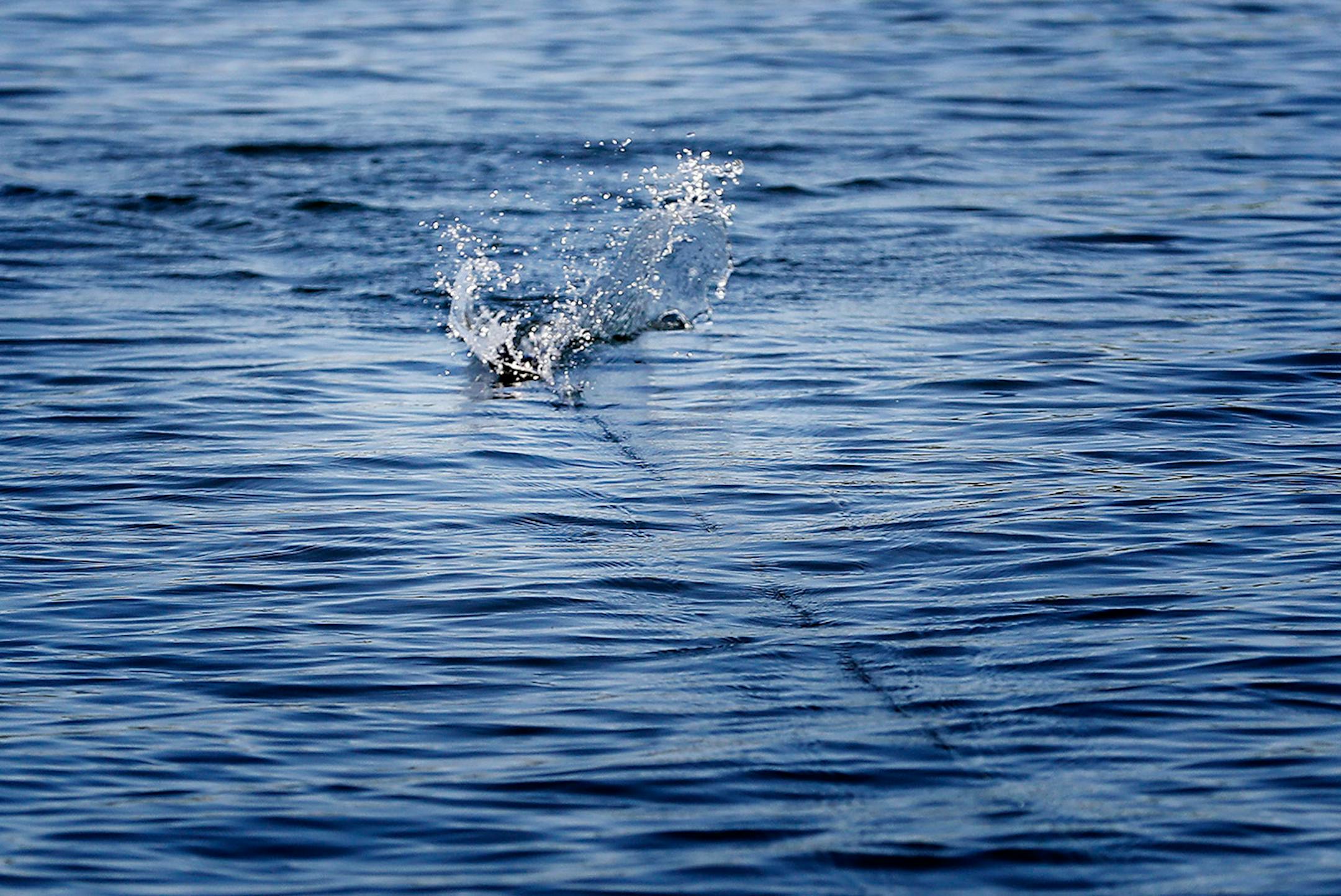 Fishing guide Travis Frank reeled in his lure while fishing for Muskie in lake Waconia.