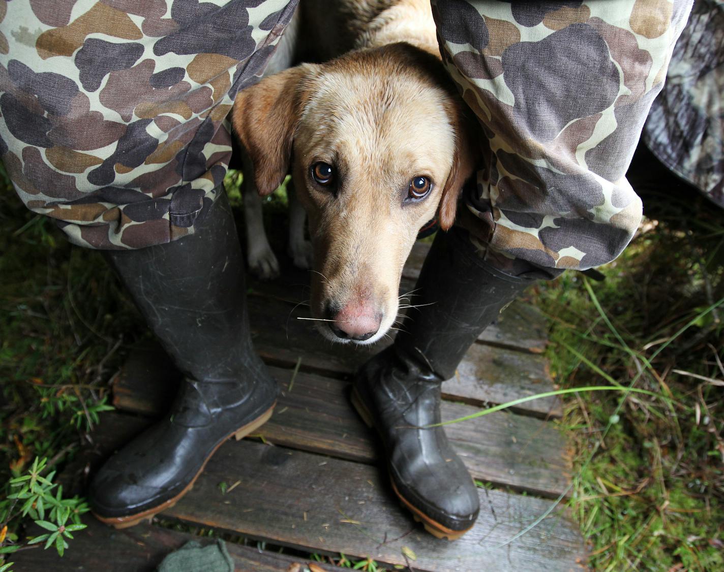 Albert eagerly awaits a duck retrieve between the legs of his hunting partner, Tony Jones, on a pond on Jones&#x2019; family land in Crow Wing County September 22, 2012. (Courtney Perry)