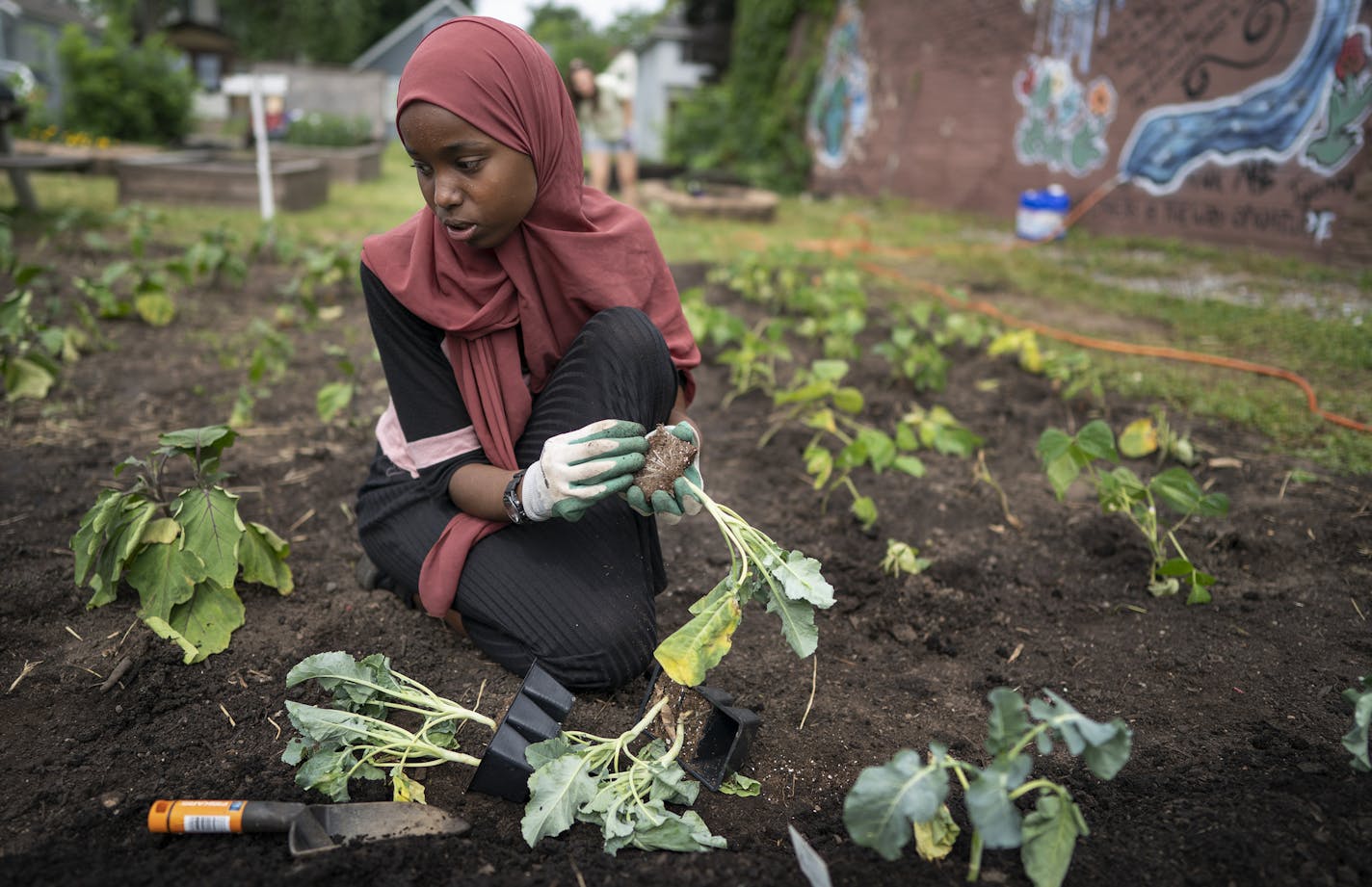 Amal Bare, 14, planted vegetables at the Urban Oasis Community Garden at 37th and Fremont Avenue N. on Wednesday in Minneapolis.