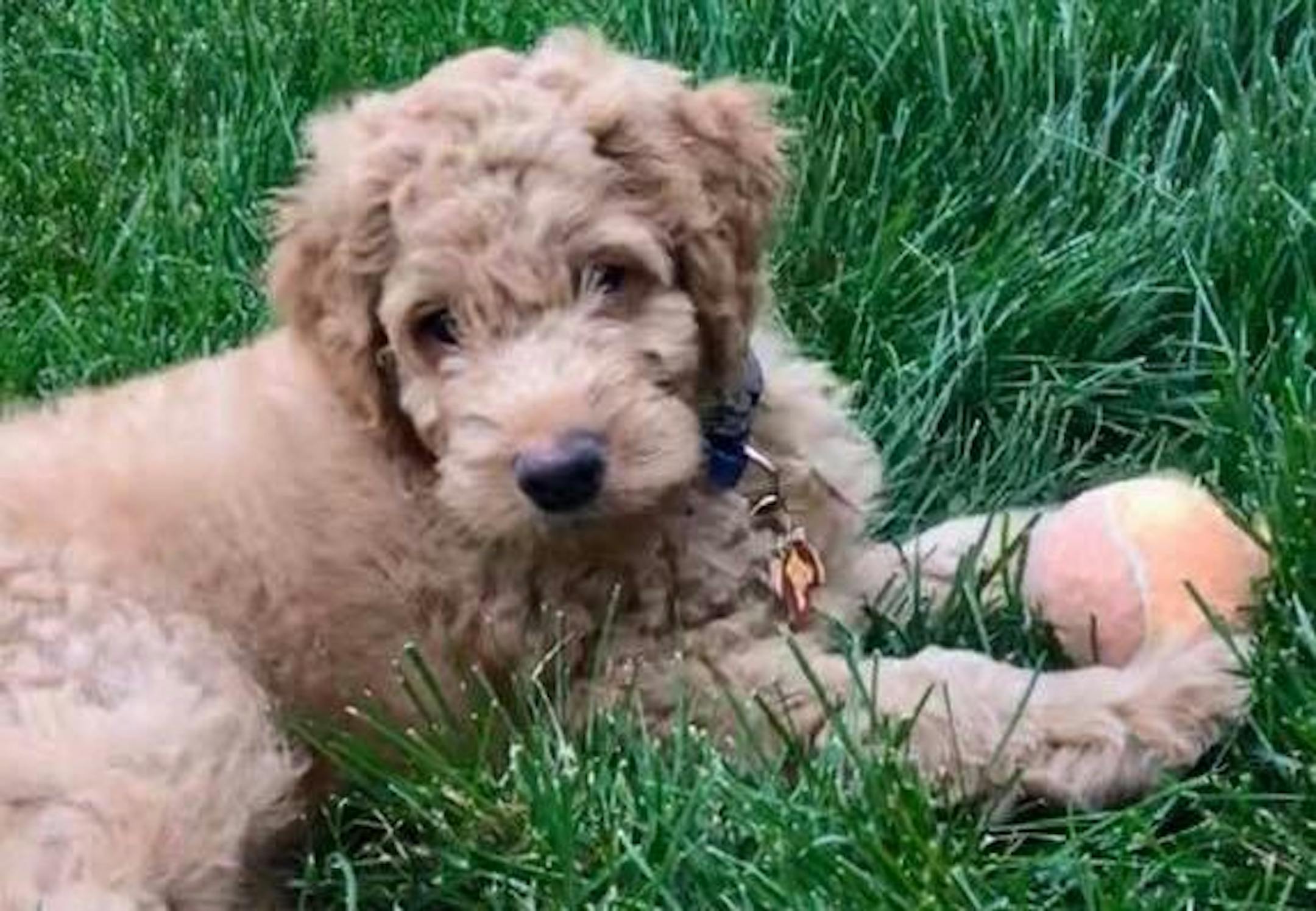 Goldy was taken from a parked car in Chaska.