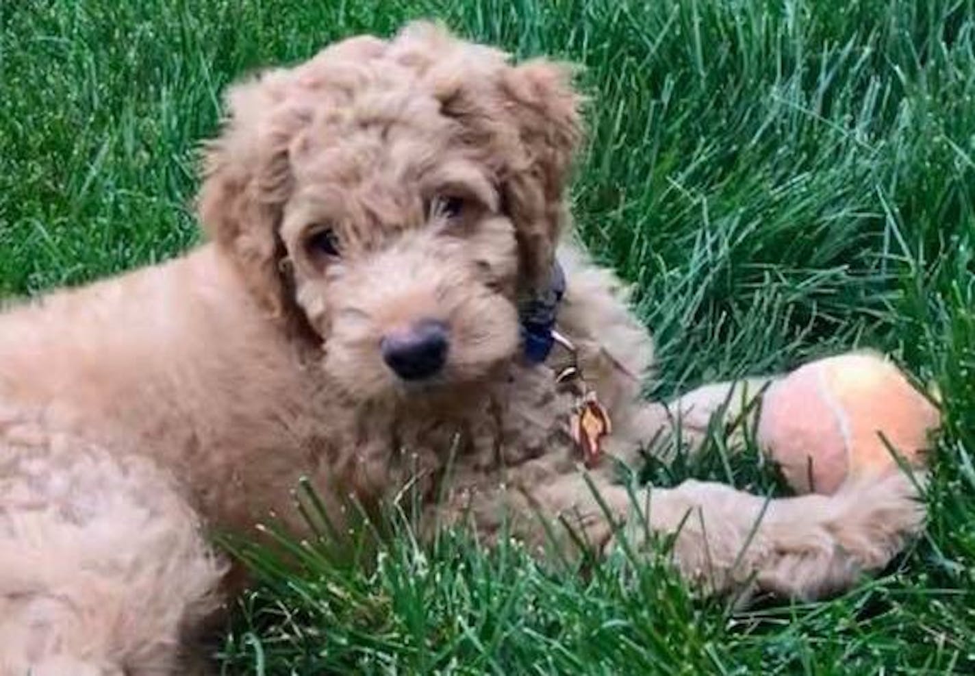 Goldy was taken from a parked car in Chaska.