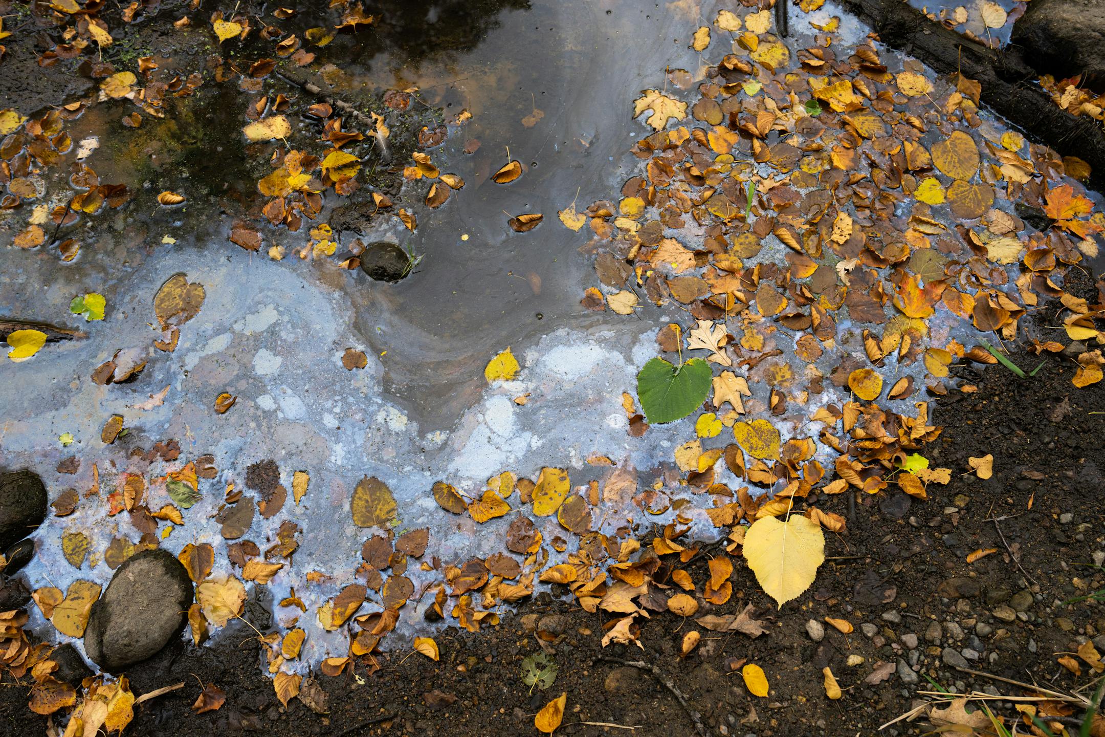 Leaves float in the minimal water of Minnehaha Creek in Edina, Minn.