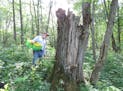 Kevin Doyle of Forest Mushrooms scouts a dead tree for fungi such as chicken of the woods.