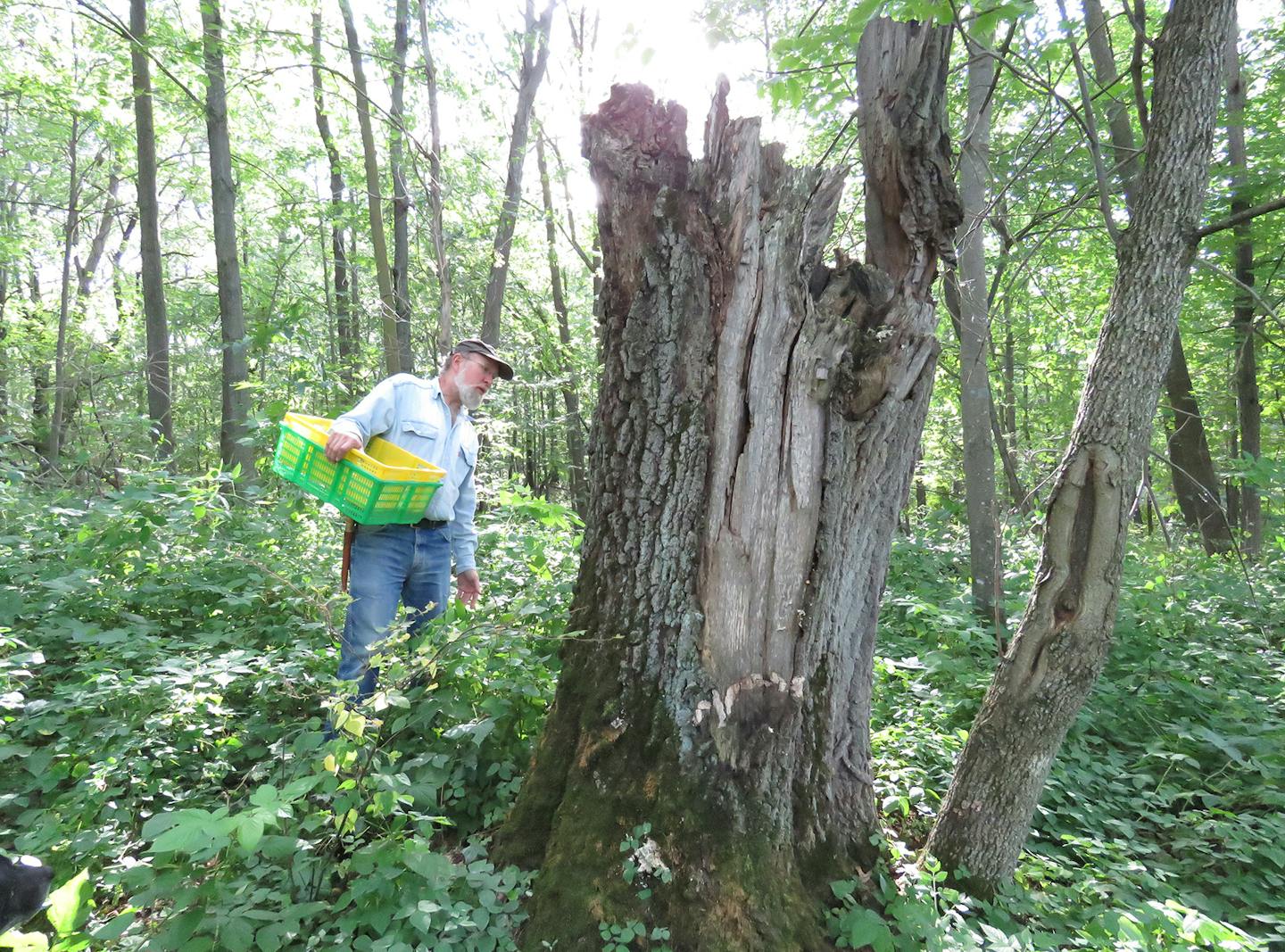 Kevin Doyle of Forest Mushrooms scouts a dead tree for fungi such as chicken of the woods.