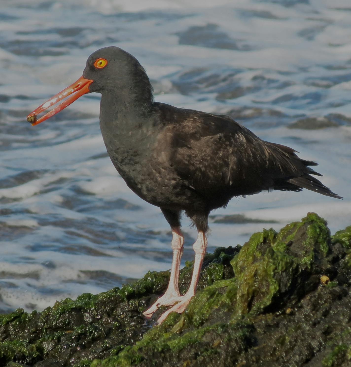 A black oystercatcher.