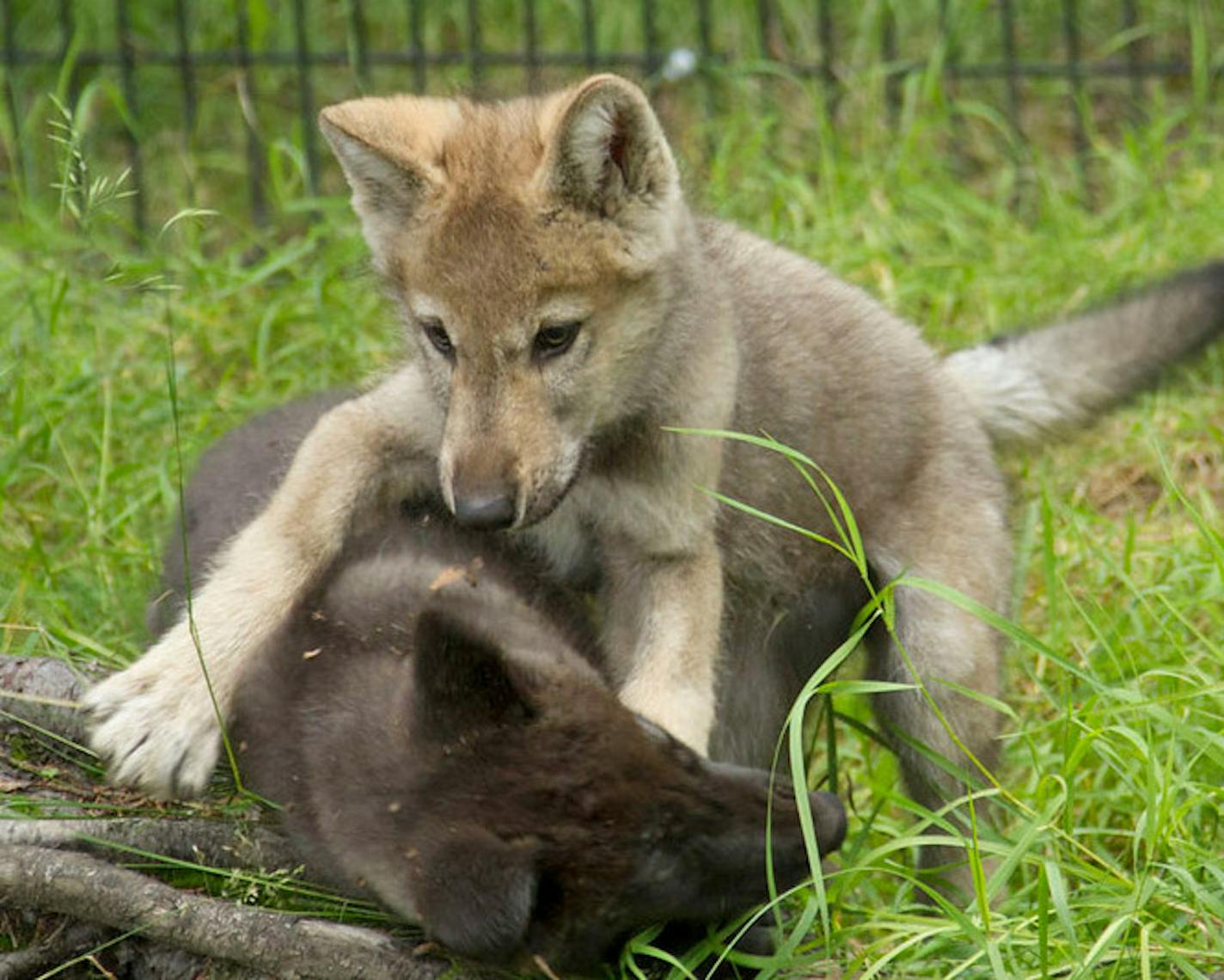 Two of five wolf pups from the Alaska Zoo that will be traveling to the Minnesota Zoo this week. Photo Credit: John Gomes/Alaska Zoo