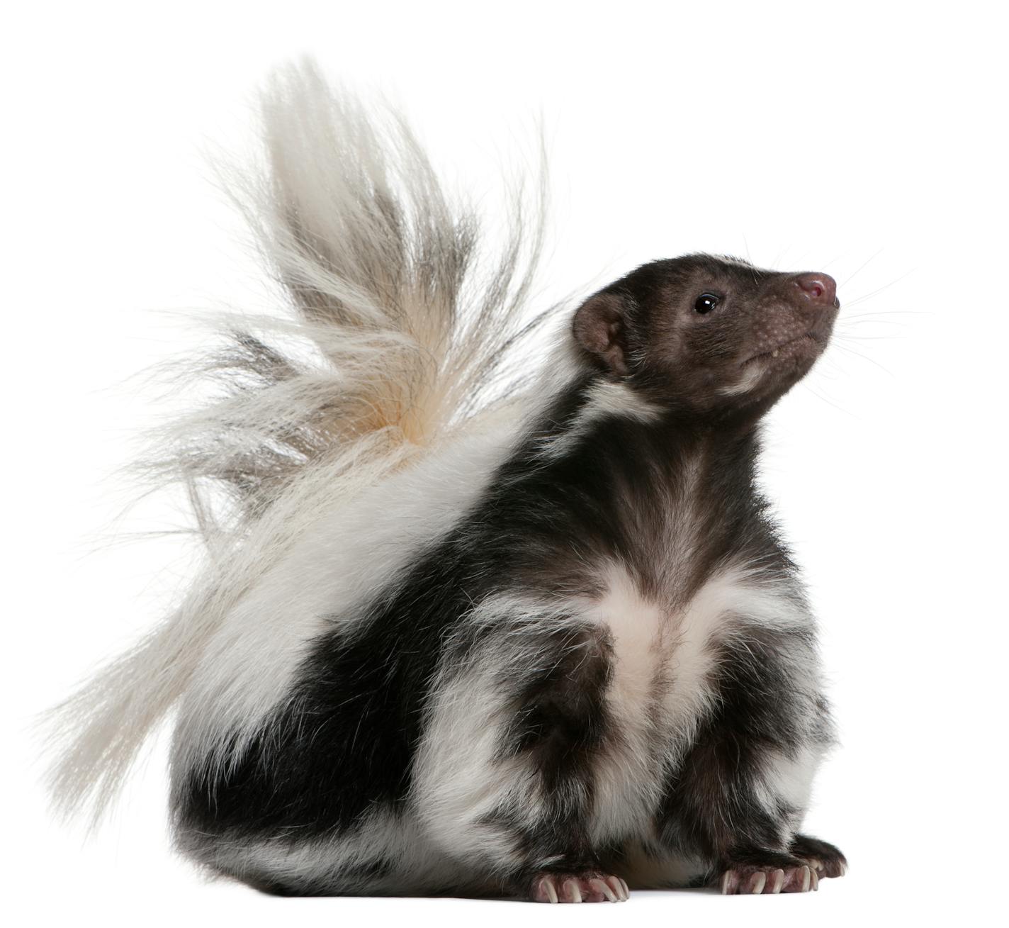 A striped skunk.