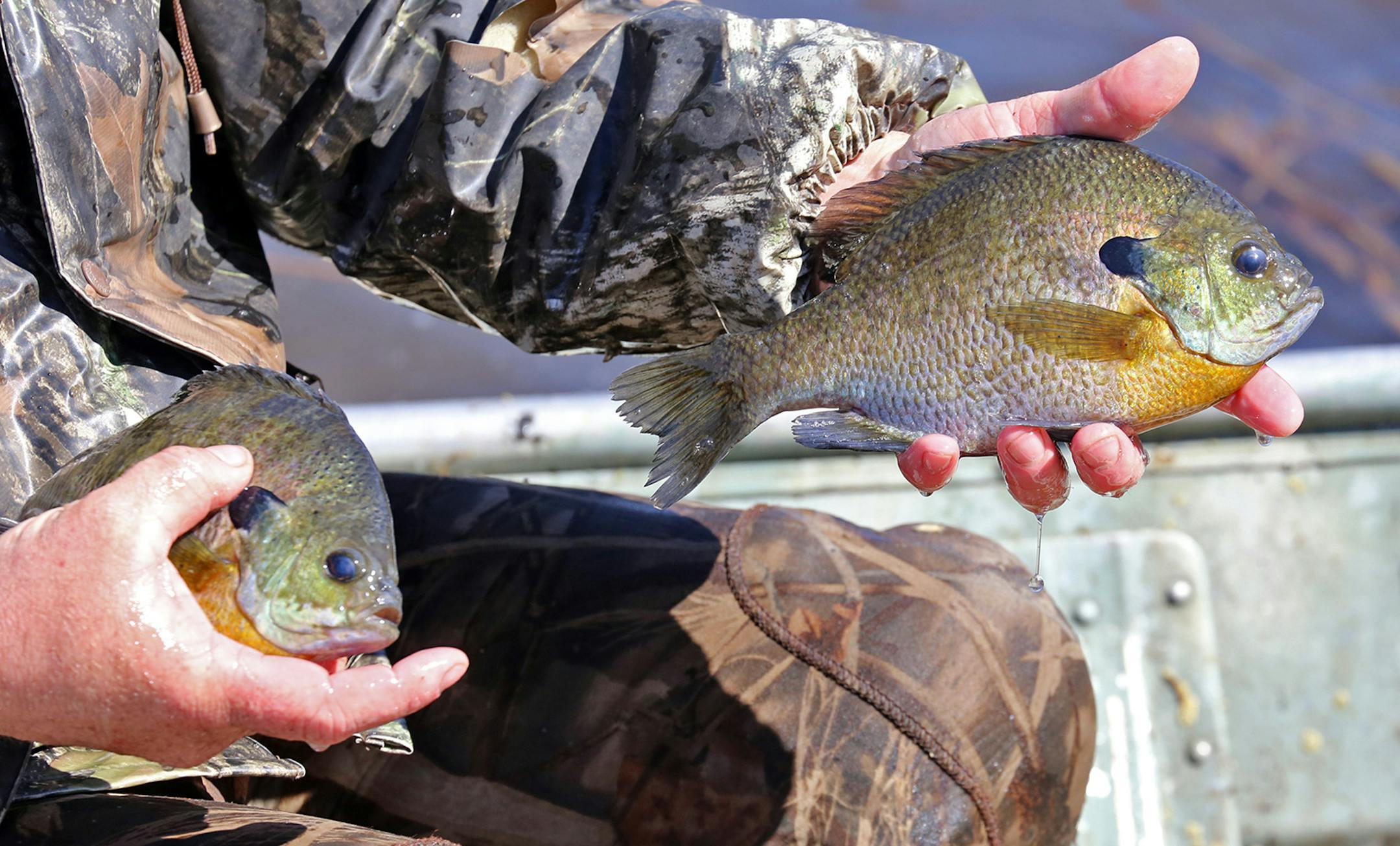 Bluegills in the lake being studied near Walker, Minn., are subjected to limited harvest, and now the average size of the fish far exceeds the average size in most Minnesota lakes.