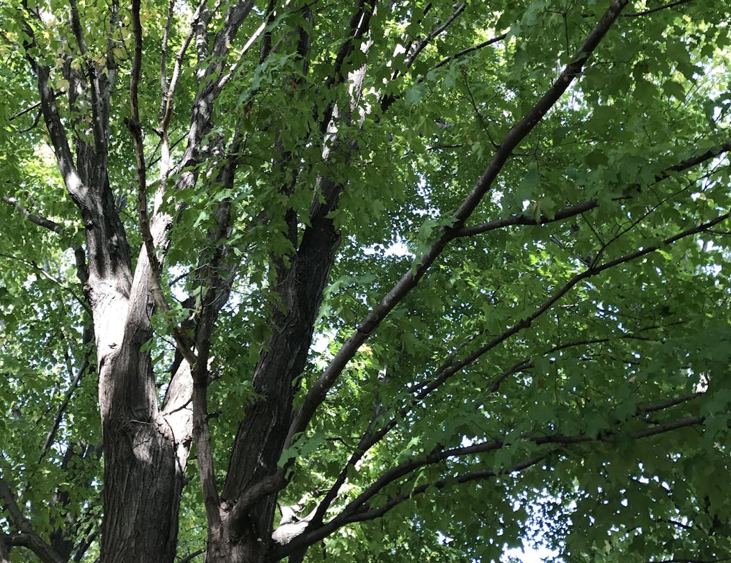 Canopy of a healthy maple tree.